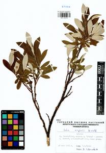 Salix krylovii E. Wolf, Siberia, Baikal & Transbaikal region (S4) (Russia)