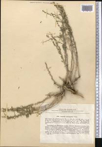 Seriphidium namanganicum (Poljakov) Poljakov, Middle Asia, Western Tian Shan & Karatau (M3) (Uzbekistan)
