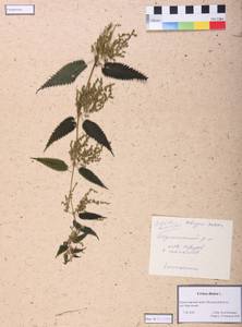 Urtica dioica L., Siberia, Altai & Sayany Mountains (S2) (Russia)