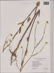 Sinapis arvensis L., Western Europe (EUR) (Germany)
