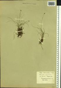 Carex duriuscula C.A.Mey., Siberia, Baikal & Transbaikal region (S4) (Russia)