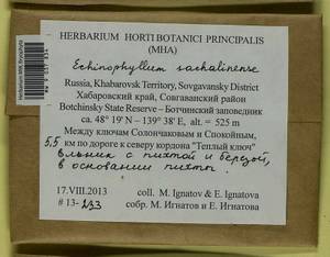Echinophyllum sachalinense (Lindb.) T.J. O'Brien, Bryophytes, Bryophytes - Russian Far East (excl. Chukotka & Kamchatka) (B20) (Russia)