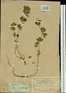 Trifolium lupinaster L., Siberia, Russian Far East (S6) (Russia)