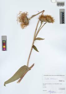 Inula helenium L., Siberia, Altai & Sayany Mountains (S2) (Russia)