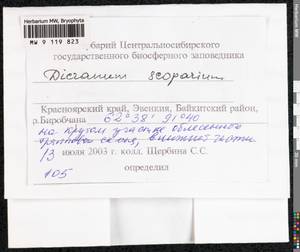 Dicranum scoparium Hedw., Bryophytes, Bryophytes - Krasnoyarsk Krai, Tyva & Khakassia (B17) (Russia)