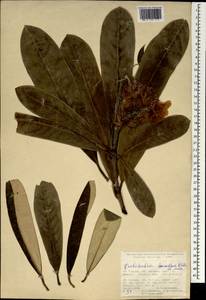 Rhododendron × charadzeae A. P. Khokhr. & Mazurenko, South Asia, South Asia (Asia outside ex-Soviet states and Mongolia) (ASIA) (Turkey)