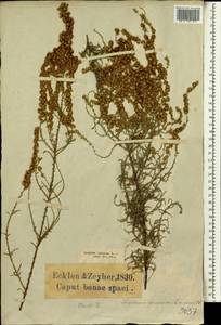 Seriphium plumosum L., Africa (AFR) (South Africa)