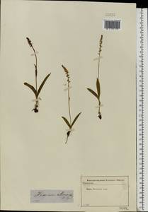 Herminium monorchis (L.) R.Br., Eastern Europe, Moscow region (E4a) (Russia)