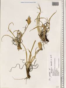 Iris arenaria Waldst. & Kit., Eastern Europe, Lower Volga region (E9) (Russia)