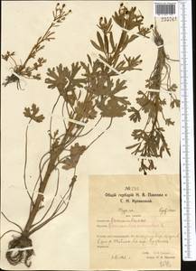 Ranunculus sceleratus L., Middle Asia, Northern & Central Kazakhstan (M10) (Kazakhstan)