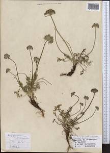 Lomatocarpa albomarginata (Schrenk) Pimenov & Lavrova, Middle Asia, Northern & Central Tian Shan (M4) (Kyrgyzstan)