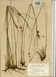 Juncus balticus Willd., Eastern Europe, Latvia (E2b) (Latvia)