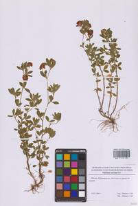 Trifolium aureum Pollich, Eastern Europe, Moscow region (E4a) (Russia)