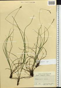 Carex, Siberia, Russian Far East (S6) (Russia)