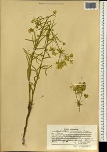 Euphorbia virgata Waldst. & Kit., South Asia, South Asia (Asia outside ex-Soviet states and Mongolia) (ASIA) (Afghanistan)