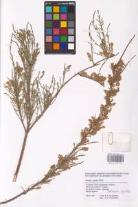 Tamarix gracilis Willd., Middle Asia, Caspian Ustyurt & Northern Aralia (M8) (Kazakhstan)