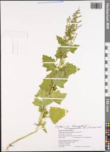 Oxybasis chenopodioides (L.) S. Fuentes, Uotila & Borsch, Eastern Europe, Rostov Oblast (E12a) (Russia)