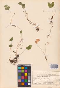 Oxalis acetosella L., Eastern Europe, Western region (E3) (Russia)