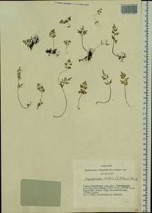 Cryptogramma stelleri (S. G. Gmel.) Prantl, Siberia, Altai & Sayany Mountains (S2) (Russia)