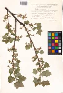 Ribes nigrum L., Eastern Europe, Moscow region (E4a) (Russia)