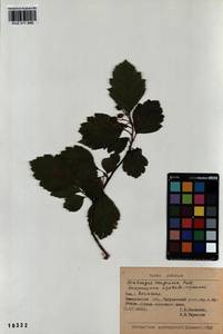 Crataegus sanguinea Pall., Siberia, Altai & Sayany Mountains (S2) (Russia)