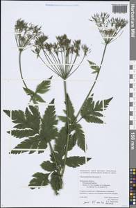 Chaerophyllum hirsutum L., Eastern Europe, Central region (E4) (Russia)