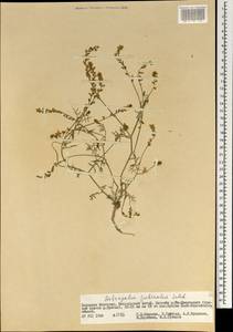 Astragalus puberulus Ledeb., Mongolia (MONG) (Mongolia)
