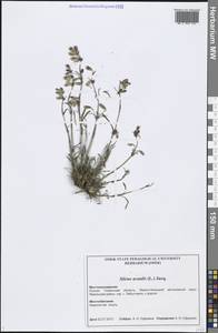 Silene acaulis (L.) Jacq., Siberia, Western Siberia (S1) (Russia)