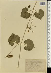 Pergularia daemia subsp. daemia, South Asia, South Asia (Asia outside ex-Soviet states and Mongolia) (ASIA) (India)