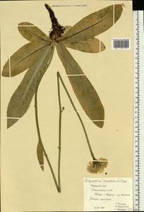 Trommsdorffia maculata (L.) Bernh., Eastern Europe, Central region (E4) (Russia)