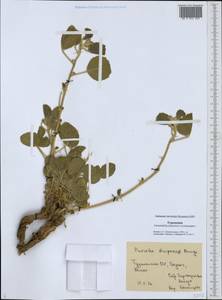 Cullen drupaceum (Bunge)C.H.Stirt., Middle Asia, Karakum (M6) (Turkmenistan)