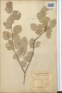 Populus pruinosa Schrenk, Middle Asia, Muyunkumy, Balkhash & Betpak-Dala (M9) (Kazakhstan)