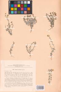 MHA 0 159 187, Linaria cretacea Fisch. ex Spreng., Eastern Europe, Central forest-and-steppe region (E6) (Russia)