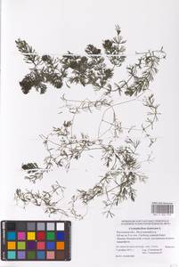 Ceratophyllum demersum L., Eastern Europe, Rostov Oblast (E12a) (Russia)