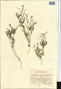 Strigosella africana (L.) Botsch., Middle Asia, Dzungarian Alatau & Tarbagatai (M5) (Kazakhstan)