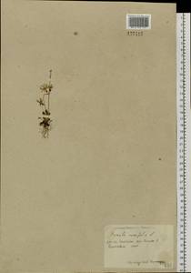 Primula cuneifolia Ledeb., Siberia, Chukotka & Kamchatka (S7) (Russia)