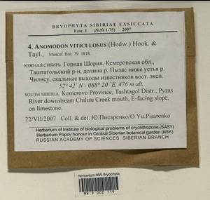 Anomodon viticulosus (Hedw.) Hook. & Taylor, Bryophytes, Bryophytes - Western Siberia (including Altai) (B15) (Russia)