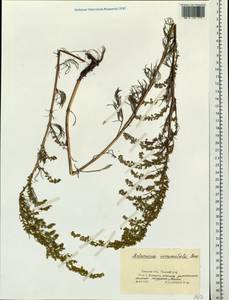 Artemisia pubescens Ledeb., Siberia, Western Siberia (S1) (Russia)