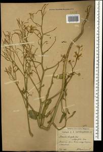 Brassica elongata subsp. integrifolia (Boiss.) Breistr., Crimea (KRYM) (Russia)