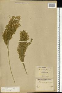 Panicum miliaceum L., Eastern Europe, North Ukrainian region (E11) (Ukraine)