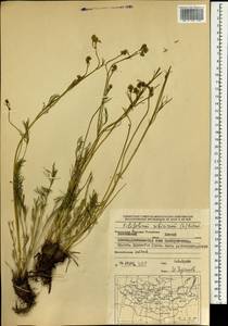 Filifolium sibiricum (L.) Kitam., Mongolia (MONG) (Mongolia)