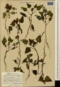 Xanthium orientale var. riparium (Celak.) Adema & M. T. Jansen, Crimea (KRYM) (Russia)