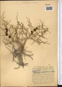 Asparagus breslerianus Schult. & Schult.f., Middle Asia, Syr-Darian deserts & Kyzylkum (M7) (Kazakhstan)