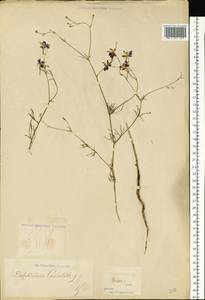 Delphinium consolida subsp. consolida, Eastern Europe, Moldova (E13a) (Moldova)