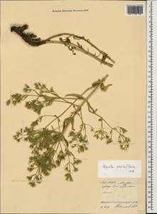 Nepeta ucranica subsp. parviflora (M.Bieb.) M.Masclans de Bolos, Caucasus, North Ossetia, Ingushetia & Chechnya (K1c) (Russia)