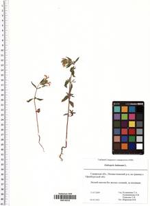 Galeopsis ladanum L., Eastern Europe, Middle Volga region (E8) (Russia)
