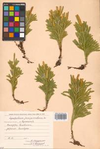 Dendrolycopodium obscurum (L.) A. Haines, Siberia, Russian Far East (S6) (Russia)