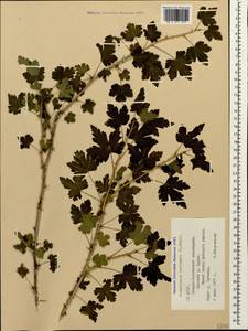 Ribes uva-crispa, Caucasus, North Ossetia, Ingushetia & Chechnya (K1c) (Russia)