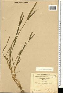Phleum paniculatum Huds., Caucasus, Georgia (K4) (Georgia)