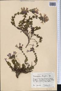 Dracocephalum oblongifolium Regel, Middle Asia, Western Tian Shan & Karatau (M3) (Kazakhstan)